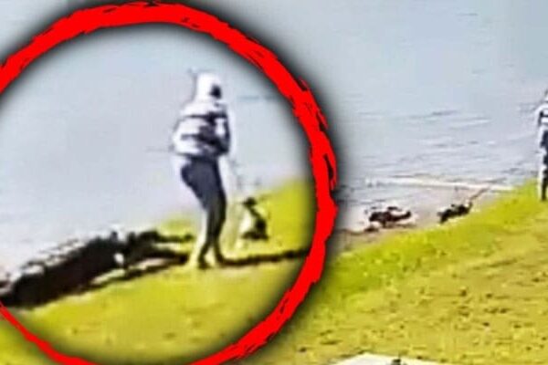Latest News Alligator Attack Video Unedited Video