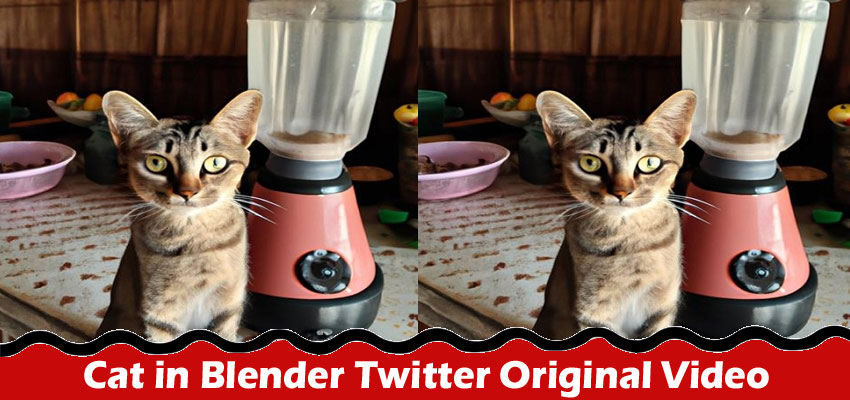 Latest News. Cat in Blender Twitter Original Video