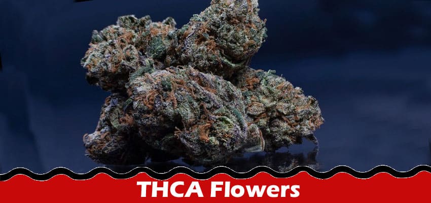 Complete Information About THCA Flowers - Facts You Need to Know & Potential Benefits