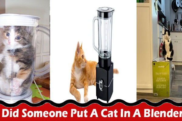 Latest News Did Someone Put A Cat In A Blender