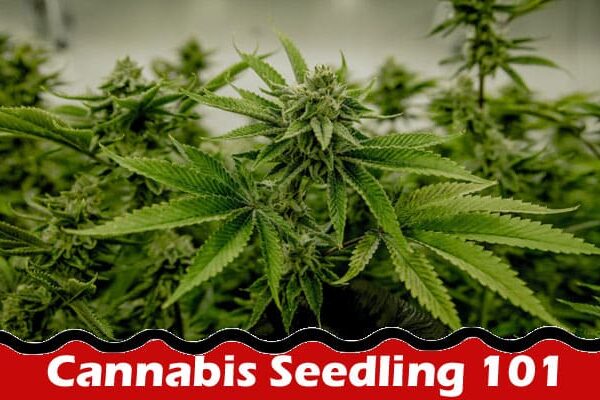 Hwo to grow Cannabis Seedling 101