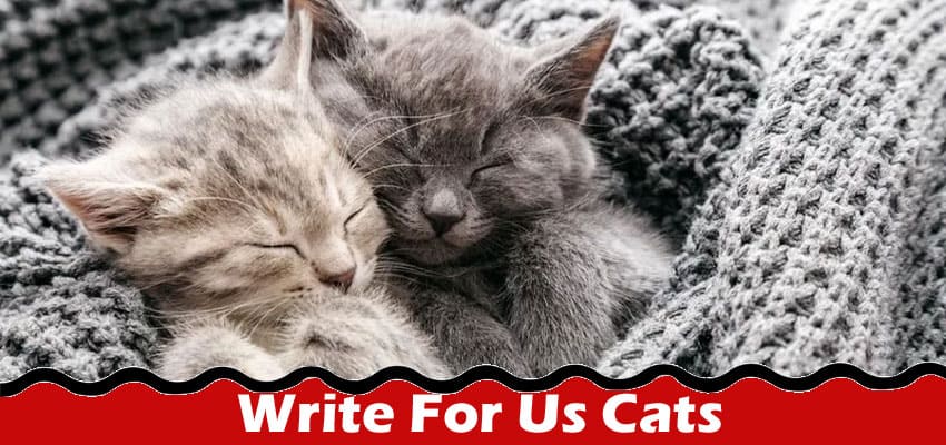All Information About Write For Us Cats